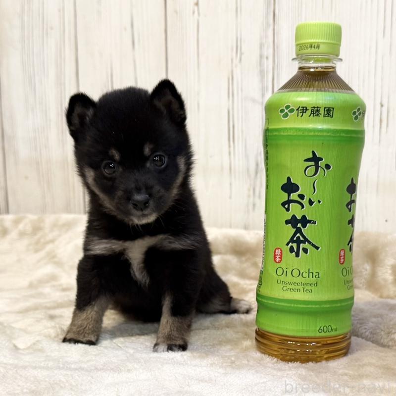 販売中の千葉県の豆柴-419826