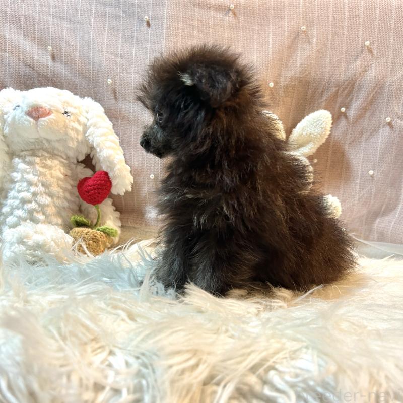 販売中の栃木県のポメプー:ポメラニアン×トイプードル-418766の3枚目