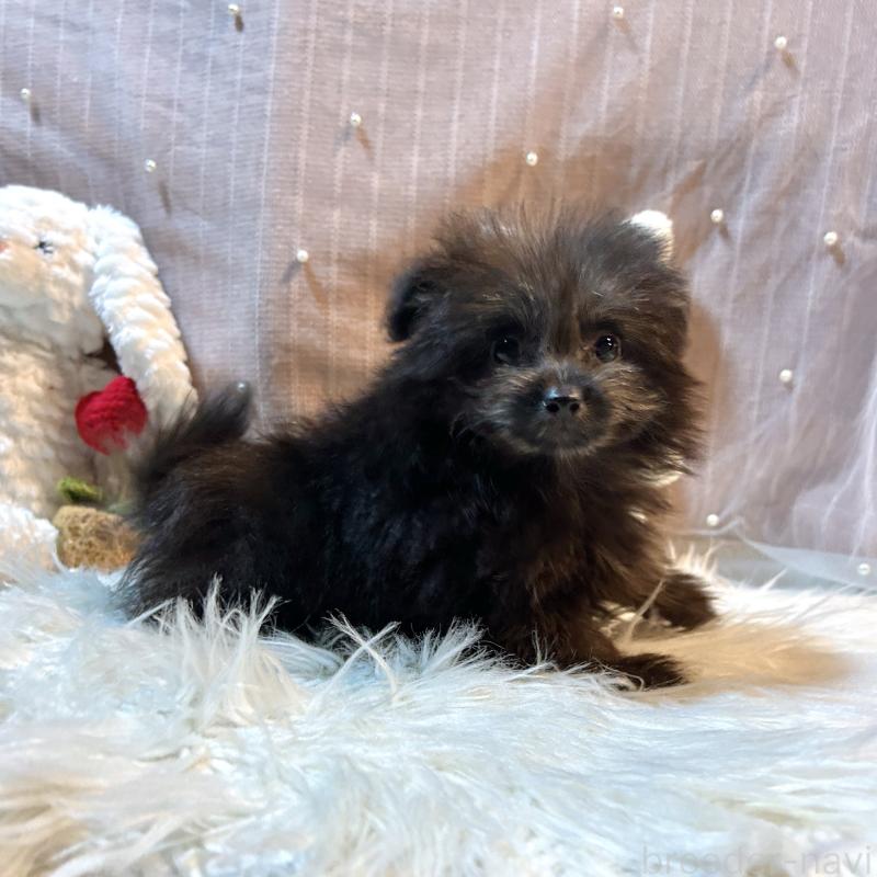 販売中の栃木県のポメプー:ポメラニアン×トイプードル-418766の2枚目