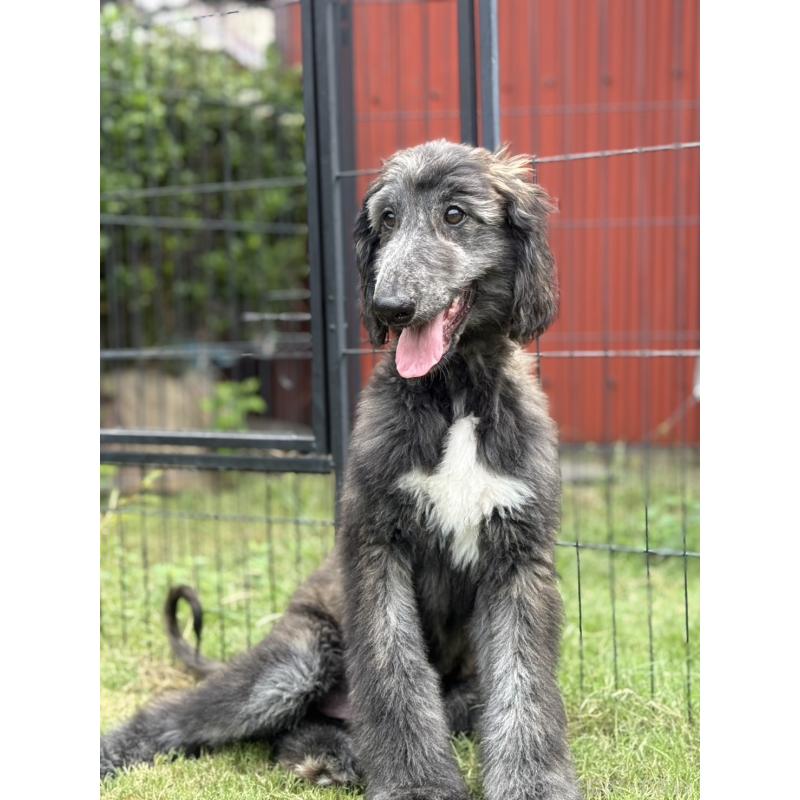 販売中の愛知県のアフガンハウンド-412727の4枚目