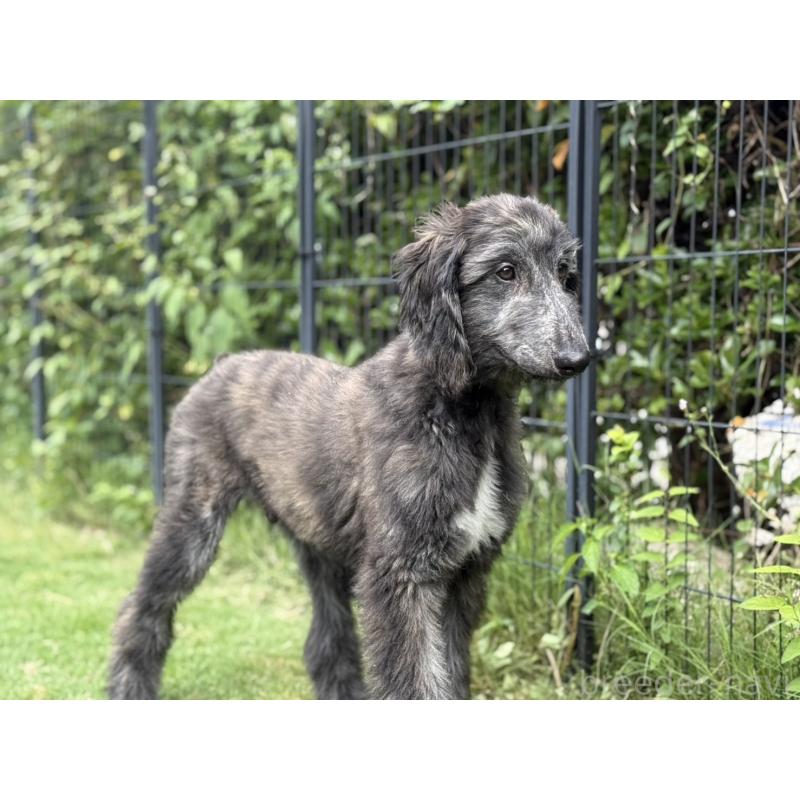 販売中の愛知県のアフガンハウンド-412727の3枚目