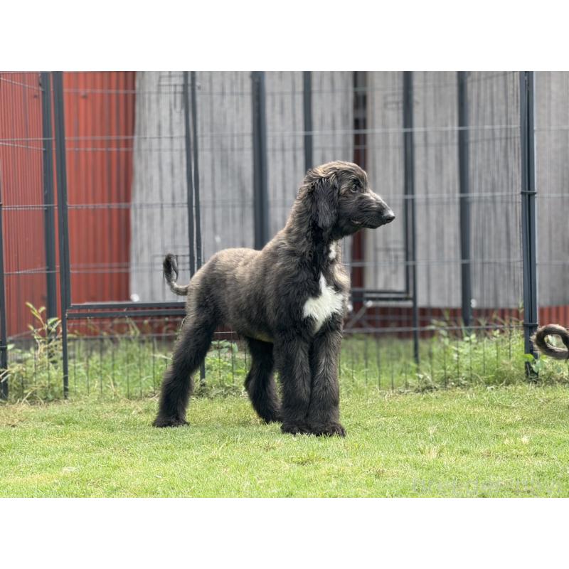 販売中の愛知県のアフガンハウンド-412725の5枚目