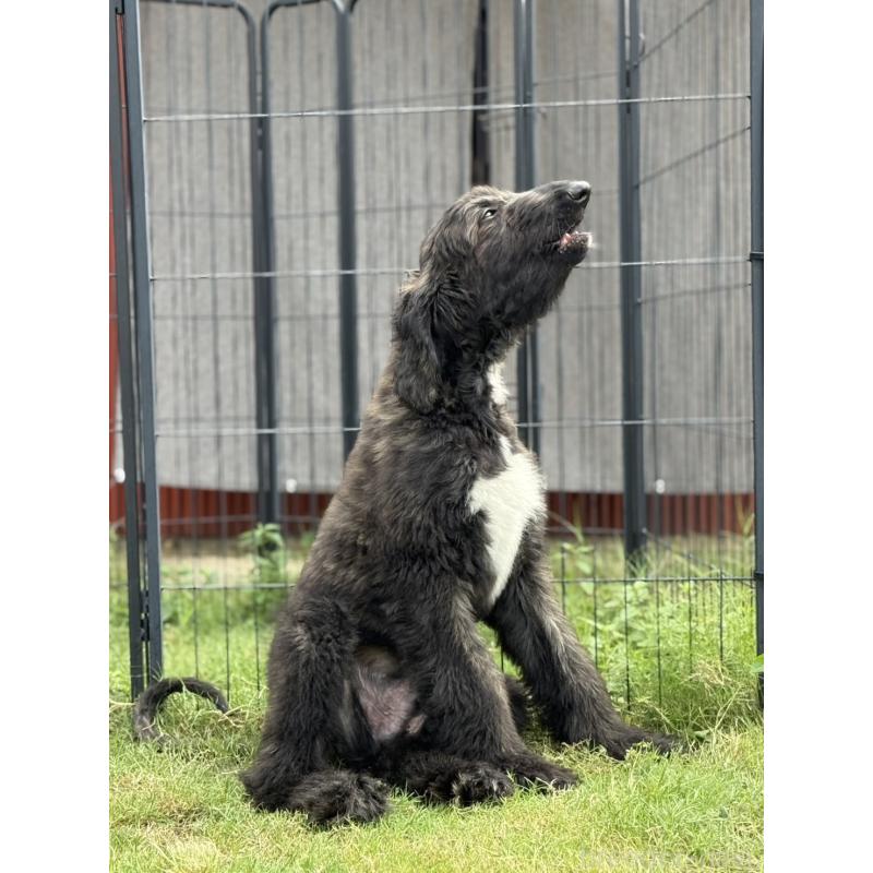 販売中の愛知県のアフガンハウンド-412725の4枚目