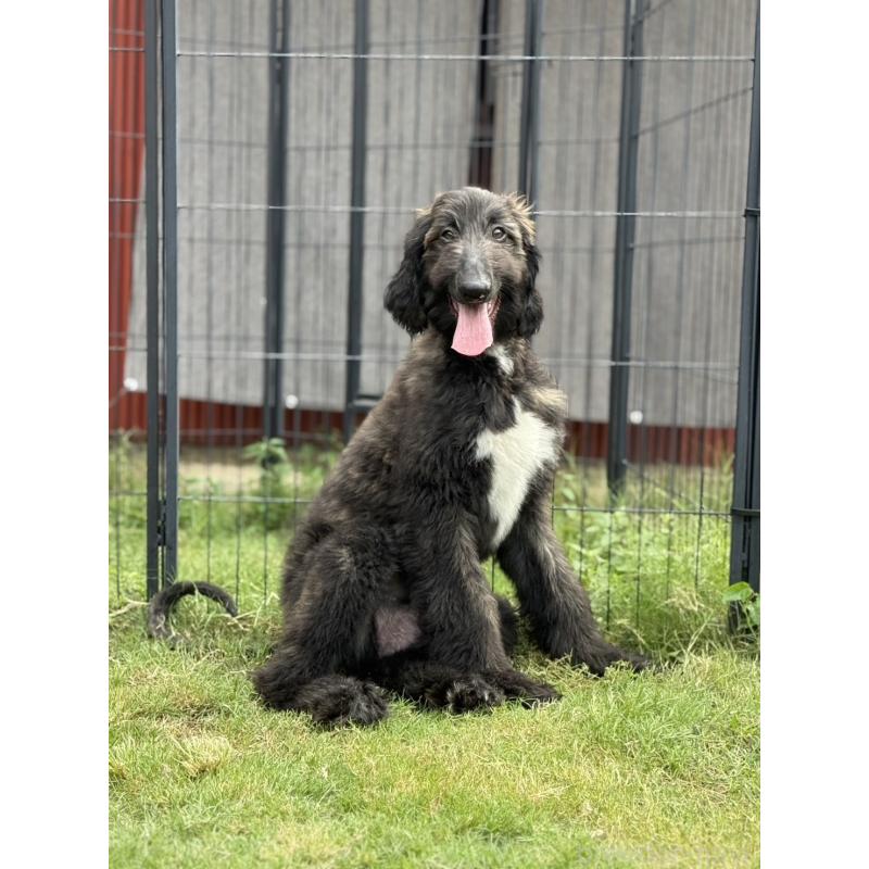 販売中の愛知県のアフガンハウンド-412725の3枚目