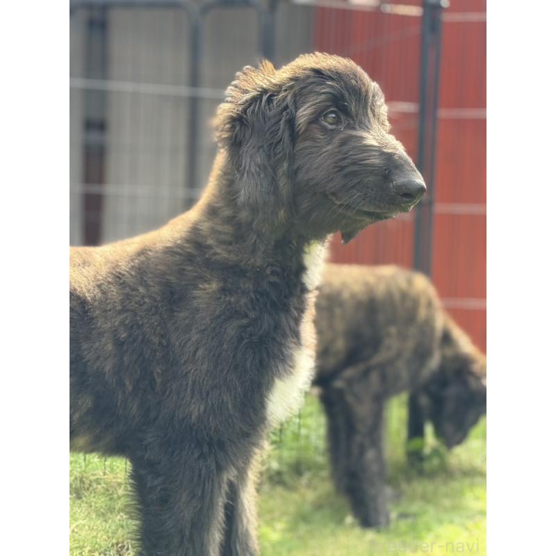 販売中の愛知県のアフガンハウンド-412725の2枚目