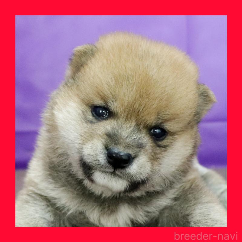 販売中の愛知県の豆柴-422010