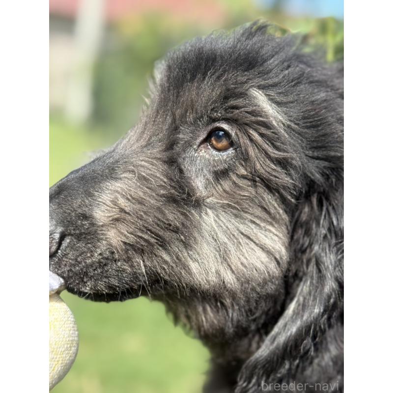 販売中の愛知県のアフガンハウンド-423776の10枚目