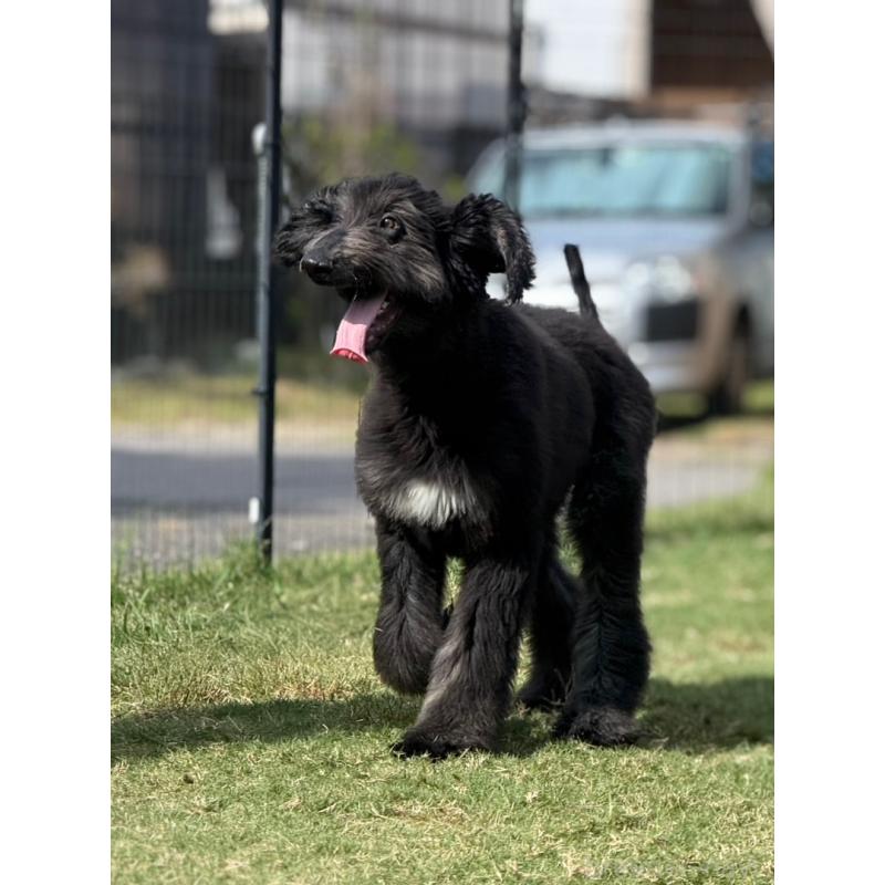 販売中の愛知県のアフガンハウンド-423776の9枚目