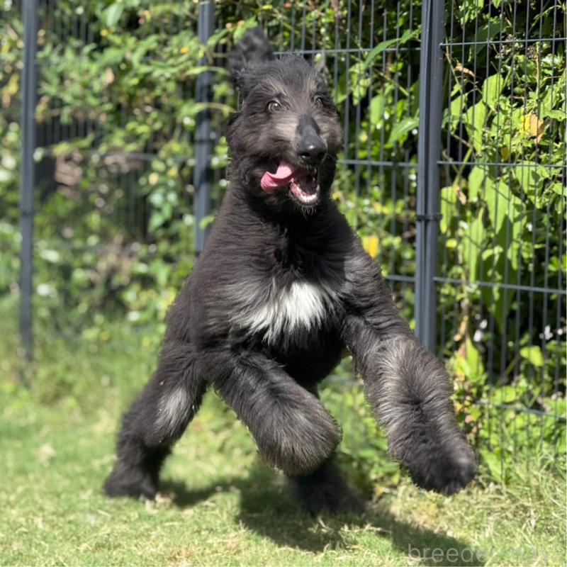 販売中の愛知県のアフガンハウンド-423776の8枚目