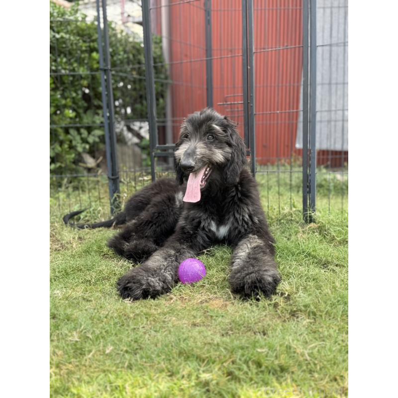 販売中の愛知県のアフガンハウンド-423776の7枚目