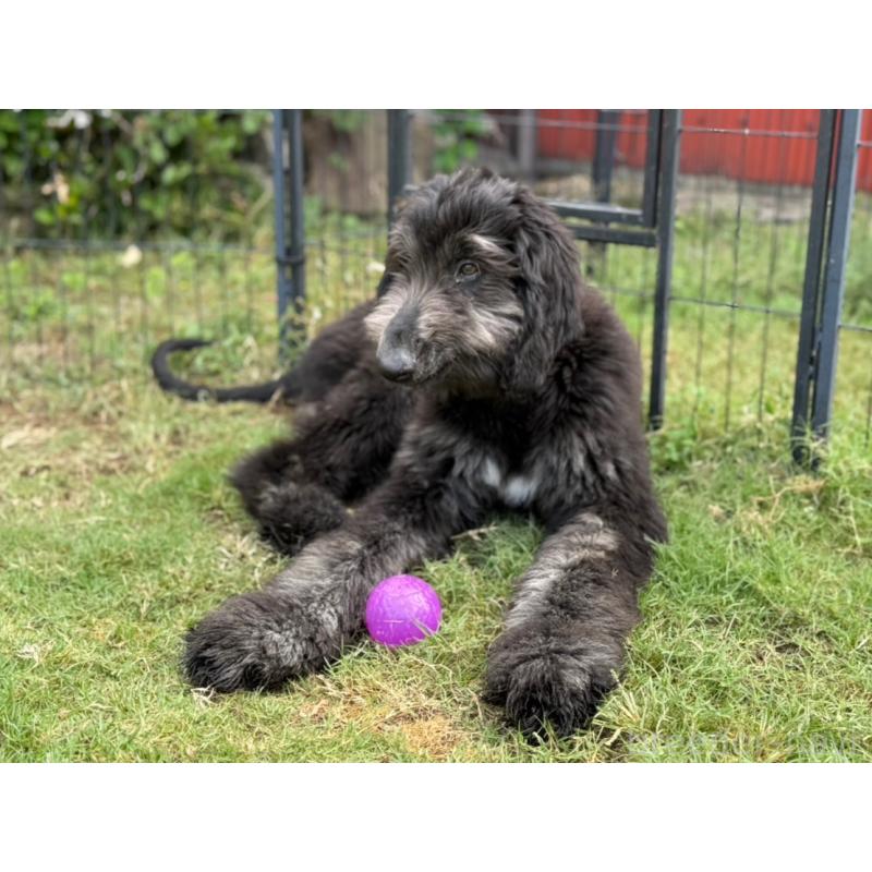 販売中の愛知県のアフガンハウンド-423776の6枚目