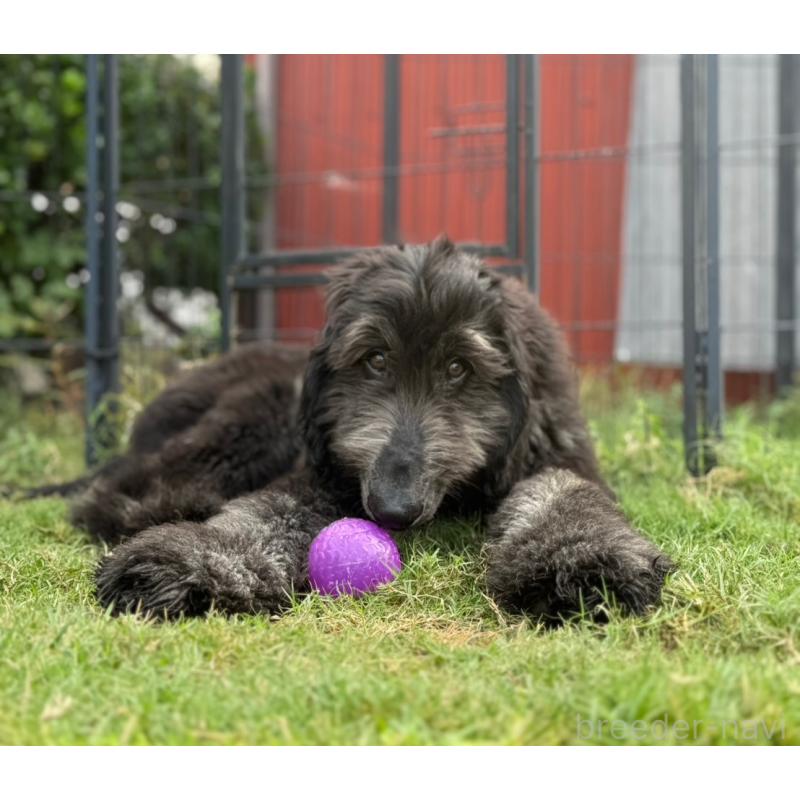 販売中の愛知県のアフガンハウンド-423776の5枚目