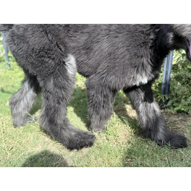 販売中の愛知県のアフガンハウンド-423776の4枚目