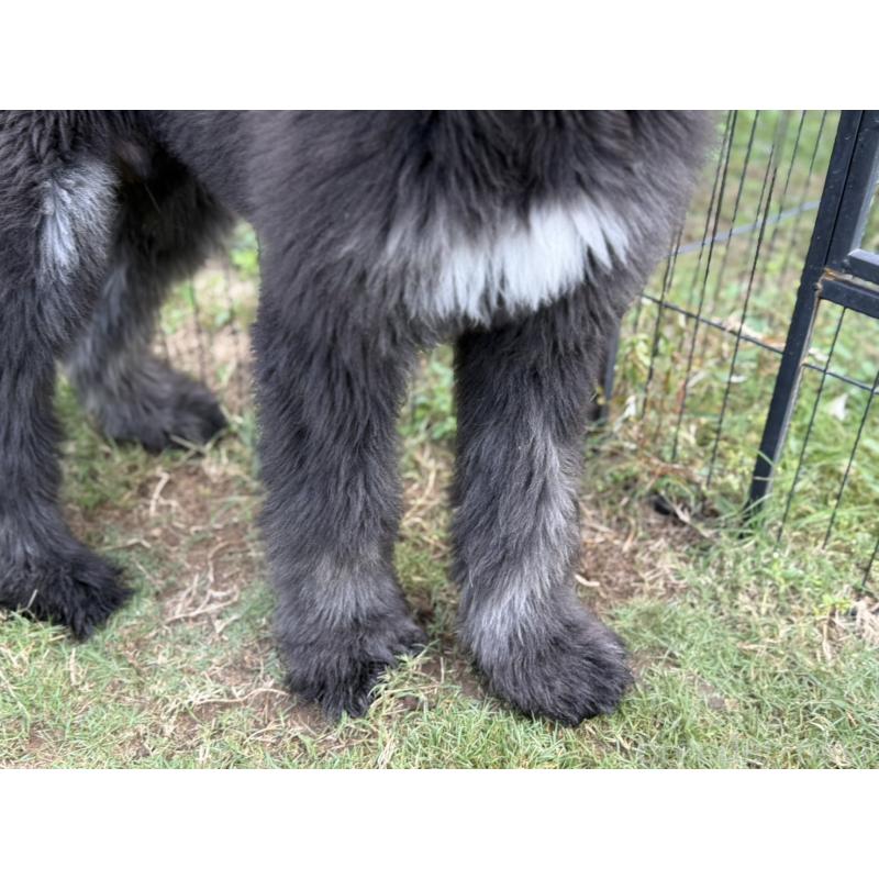 販売中の愛知県のアフガンハウンド-423776の3枚目