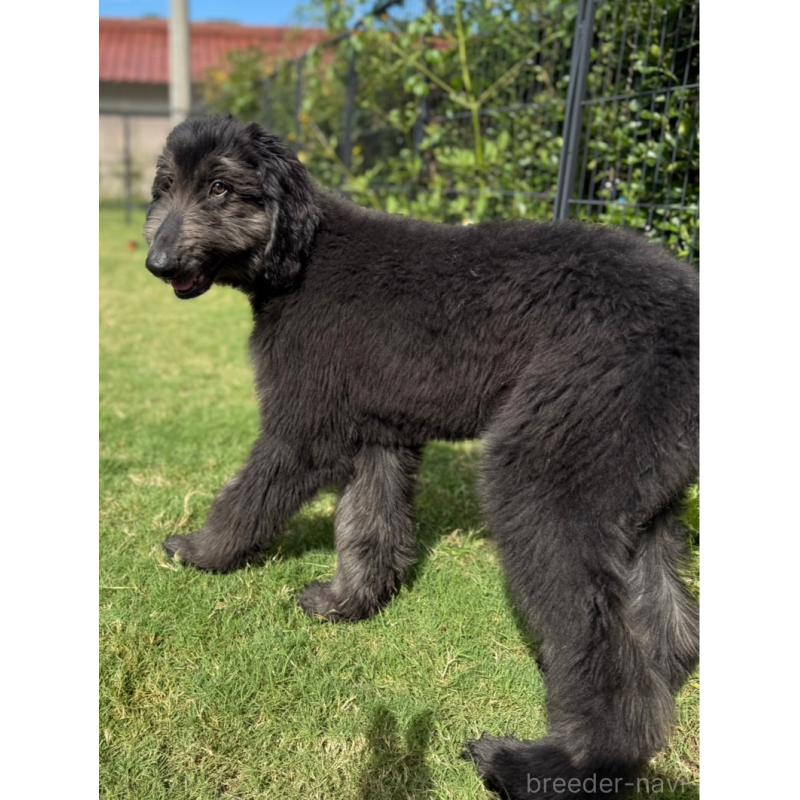 販売中の愛知県のアフガンハウンド-423776の2枚目