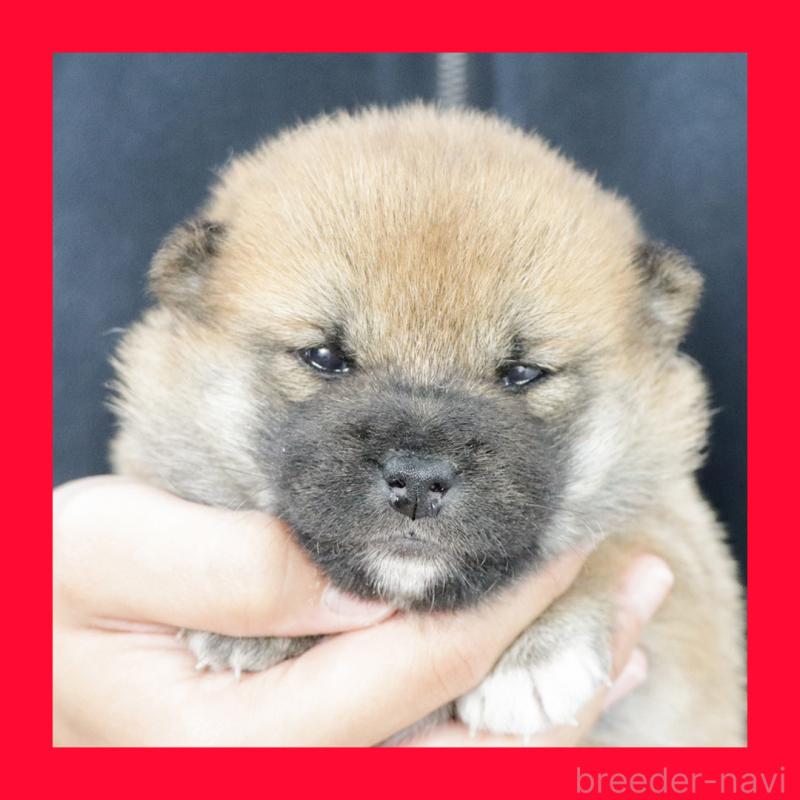 販売中の愛知県の柴犬-423779の1枚目