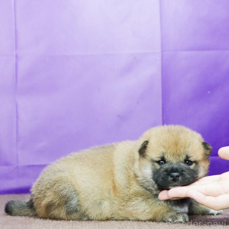 販売中の愛知県の柴犬-423779の3枚目