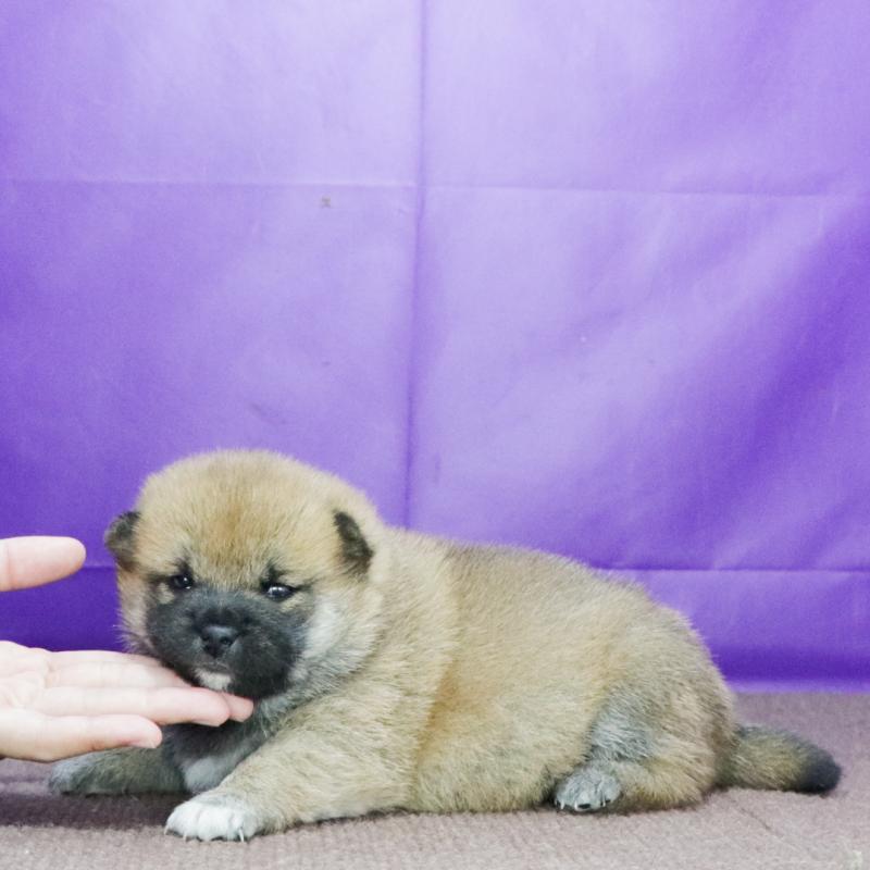 販売中の愛知県の柴犬-423779の2枚目