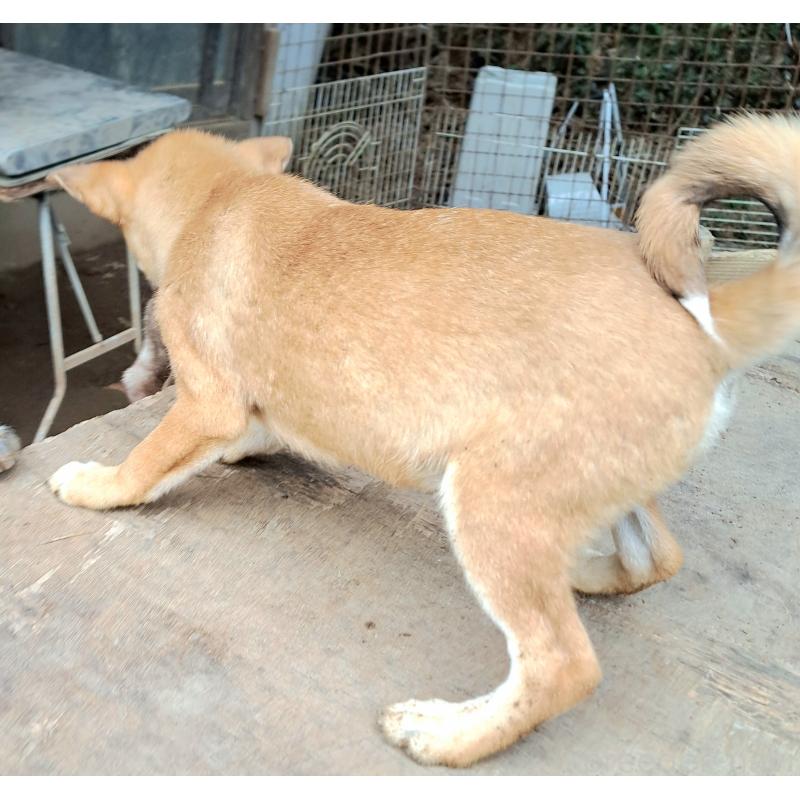 販売中の千葉県のミックス犬-423782の6枚目