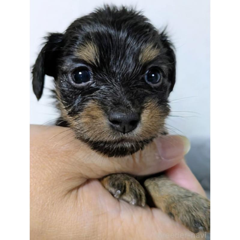 販売中の愛知県のチワックス:チワワ×ミニチュアダックスフンド-423820の5枚目