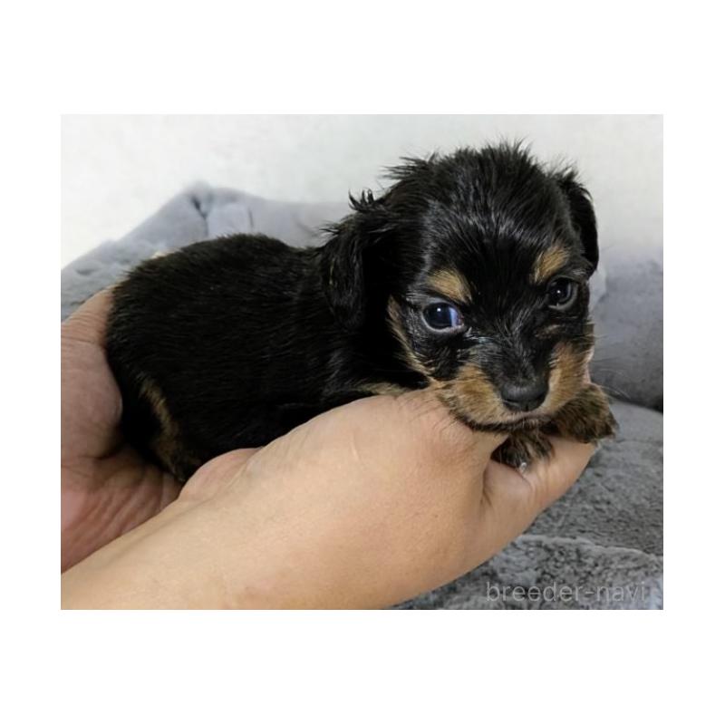 販売中の愛知県のチワックス:チワワ×ミニチュアダックスフンド-423820の4枚目