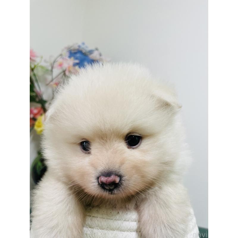 販売中の埼玉県のポメラニアン-423780の15枚目