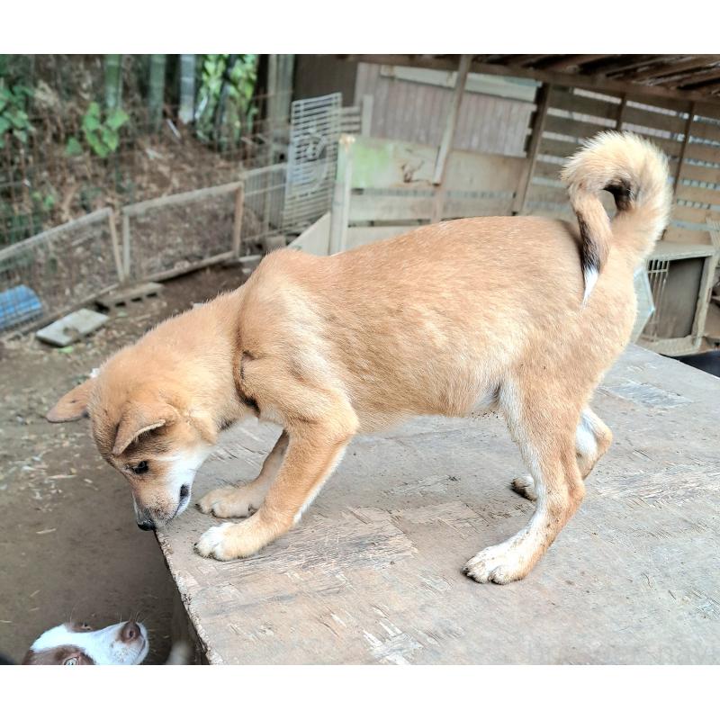 販売中の千葉県のミックス犬-423782の5枚目