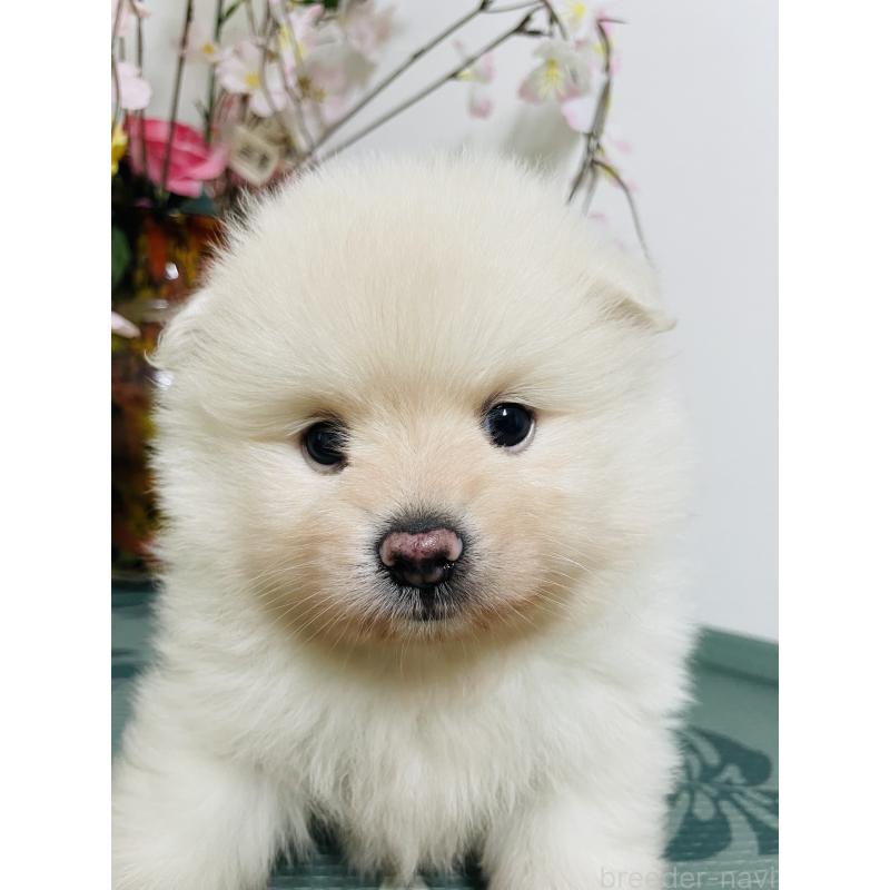 販売中の埼玉県のポメラニアン-423780の14枚目