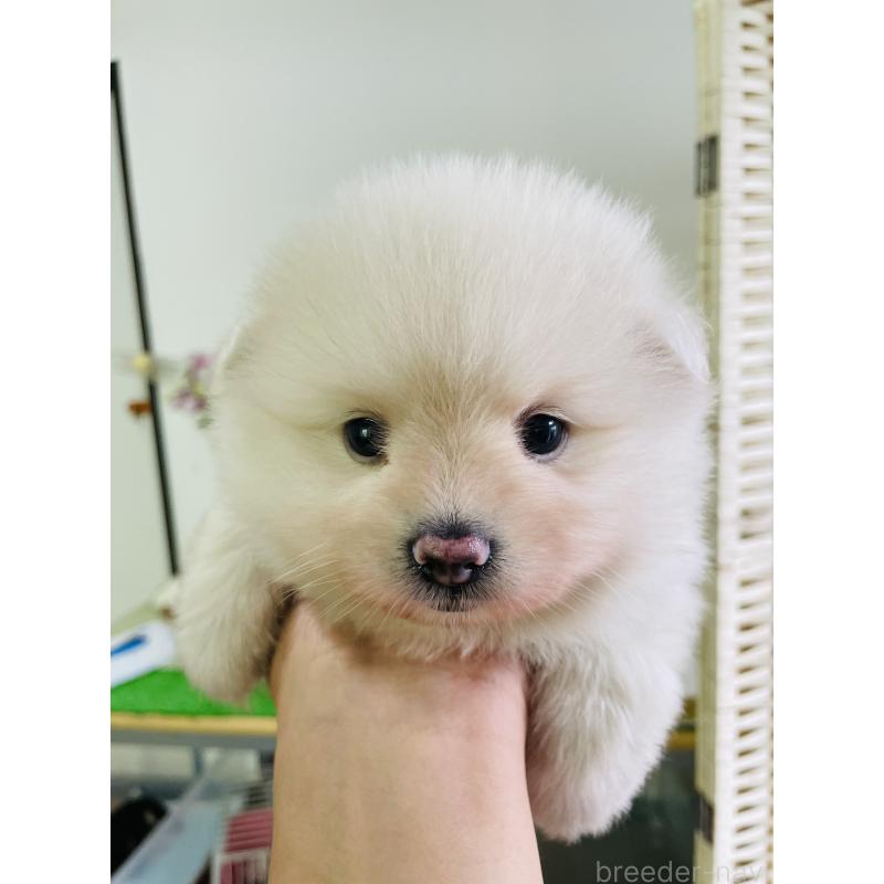 販売中の埼玉県のポメラニアン-423780の13枚目