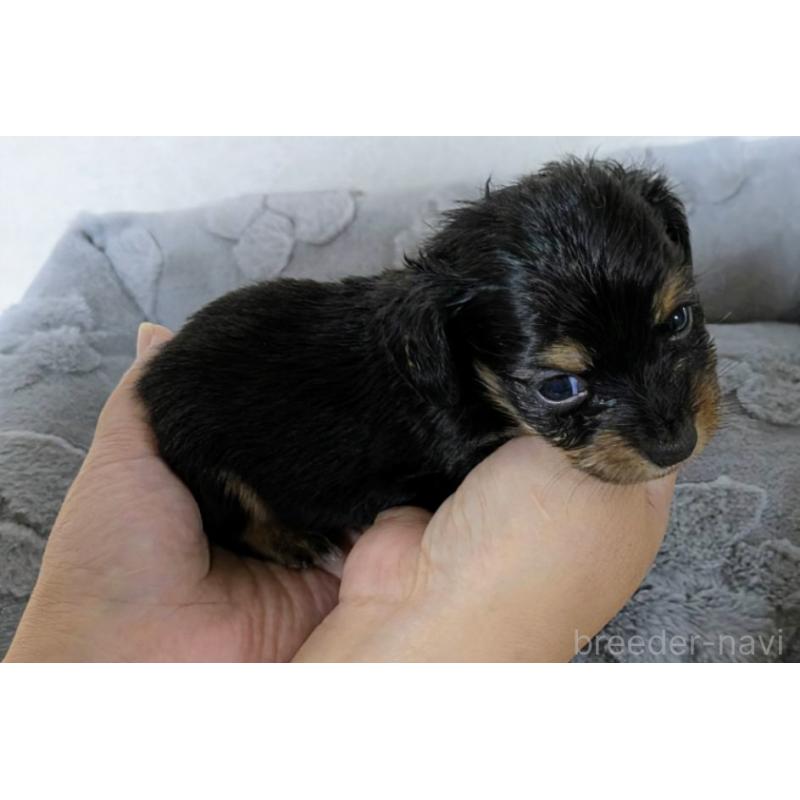 販売中の愛知県のチワックス:チワワ×ミニチュアダックスフンド-423820の3枚目