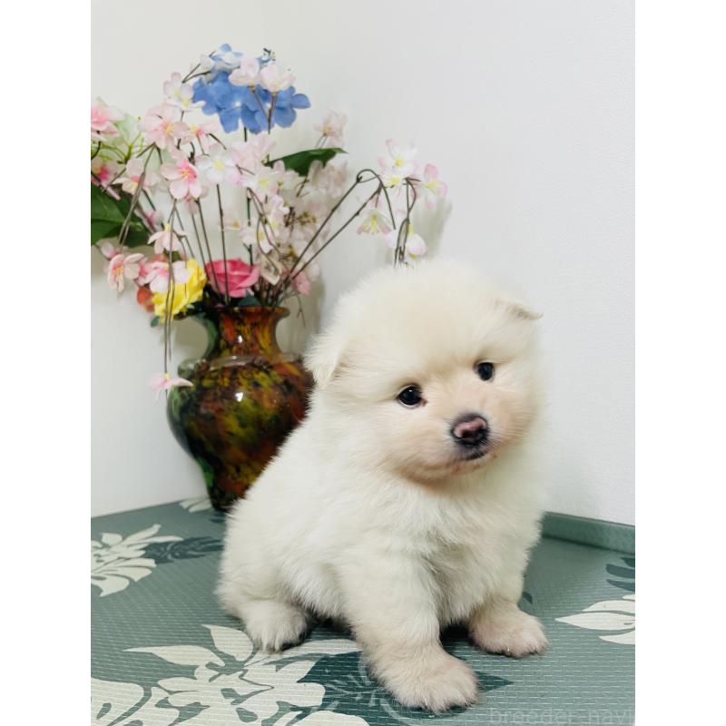 販売中の埼玉県のポメラニアン-423780の12枚目