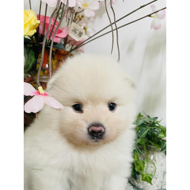 販売中の埼玉県のポメラニアン-423780の11枚目