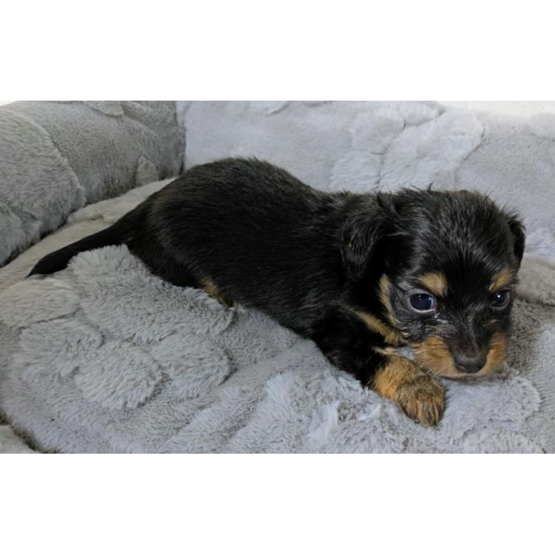 販売中の愛知県のチワックス:チワワ×ミニチュアダックスフンド-423820の2枚目