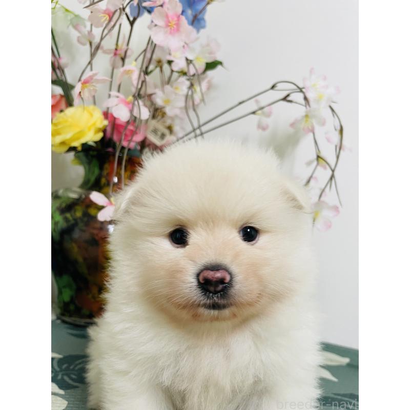 販売中の埼玉県のポメラニアン-423780の10枚目