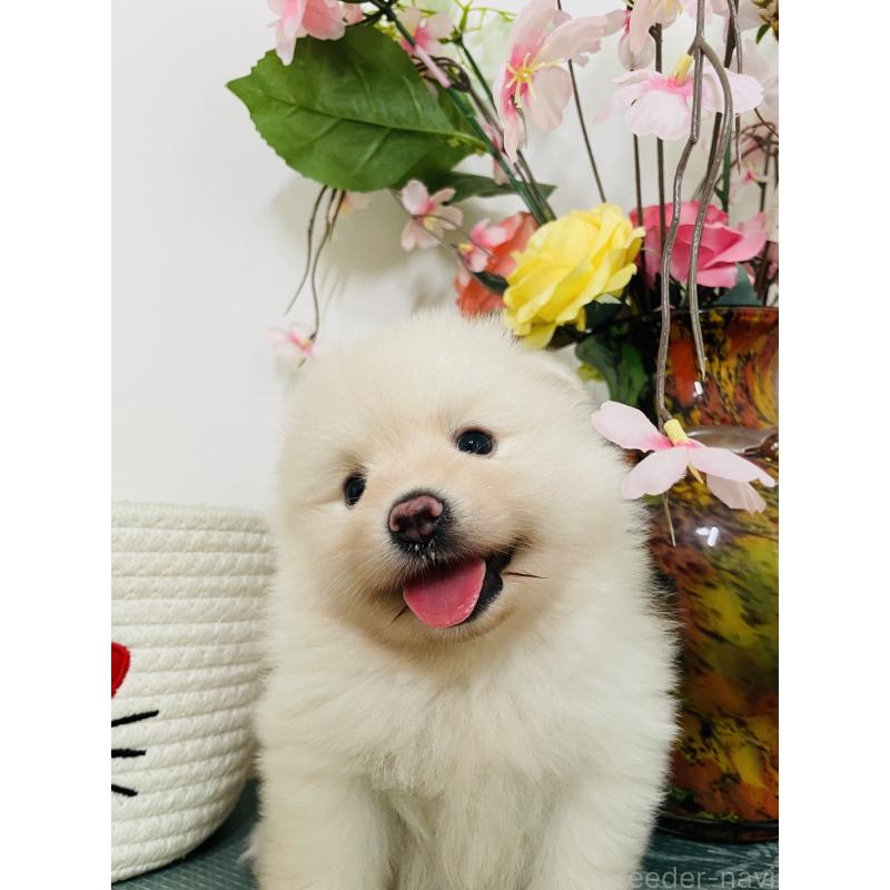 販売中の埼玉県のポメラニアン-423780の9枚目