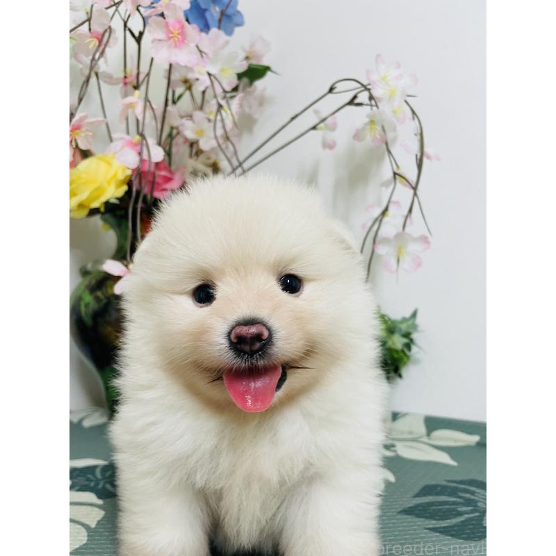 販売中の埼玉県のポメラニアン-423780の8枚目