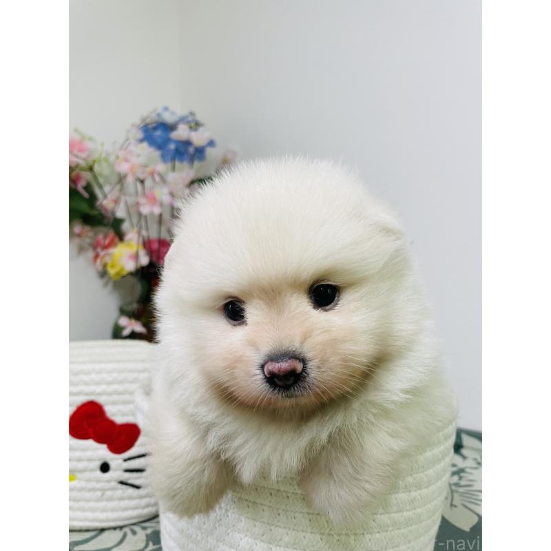 販売中の埼玉県のポメラニアン-423780の7枚目