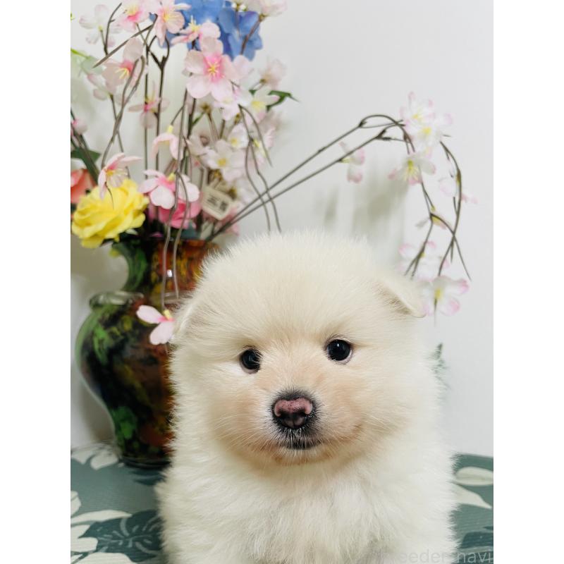 販売中の埼玉県のポメラニアン-423780の6枚目