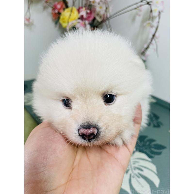 販売中の埼玉県のポメラニアン-423780の5枚目