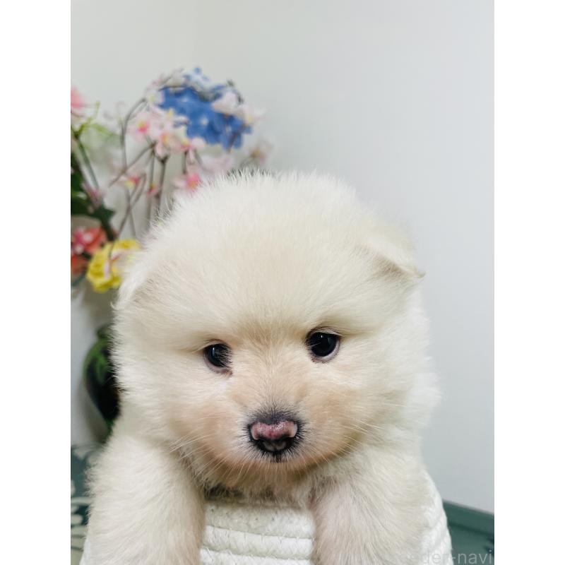 販売中の埼玉県のポメラニアン-423780の4枚目