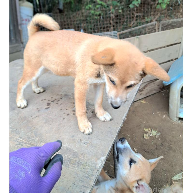 販売中の千葉県のミックス犬-423782の4枚目