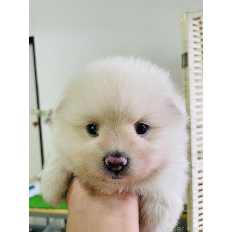 販売中の埼玉県のポメラニアン-423780の3枚目