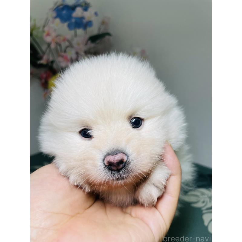 販売中の埼玉県のポメラニアン-423780の2枚目