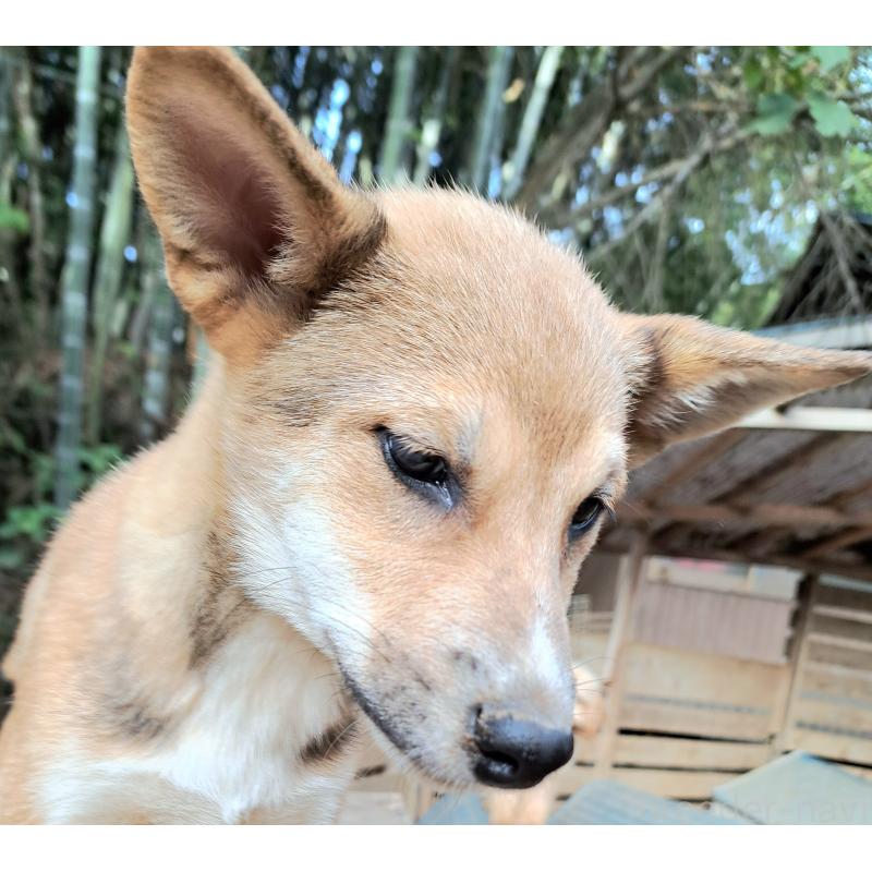 販売中の千葉県のミックス犬-423782の3枚目