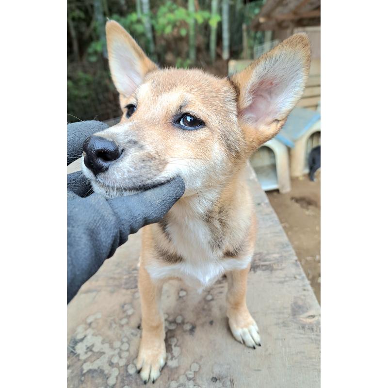 販売中の千葉県のミックス犬-423782