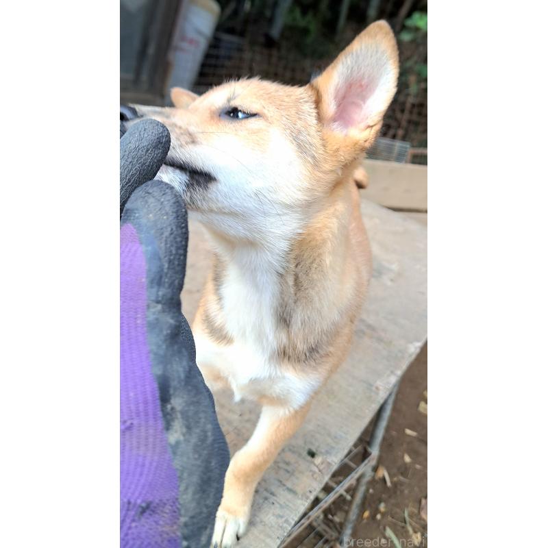 販売中の千葉県のミックス犬-423782の2枚目