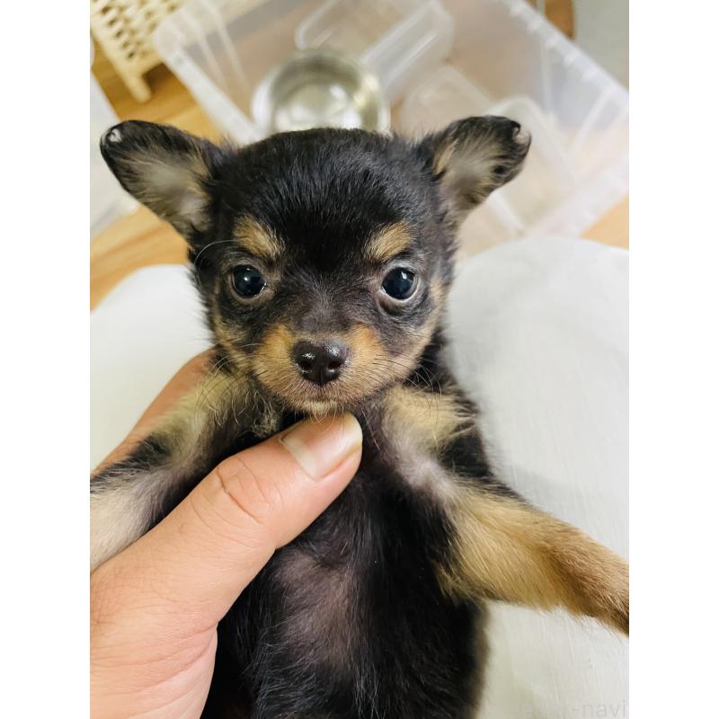 販売中の埼玉県のチワワ(ロングコート)-423783の8枚目