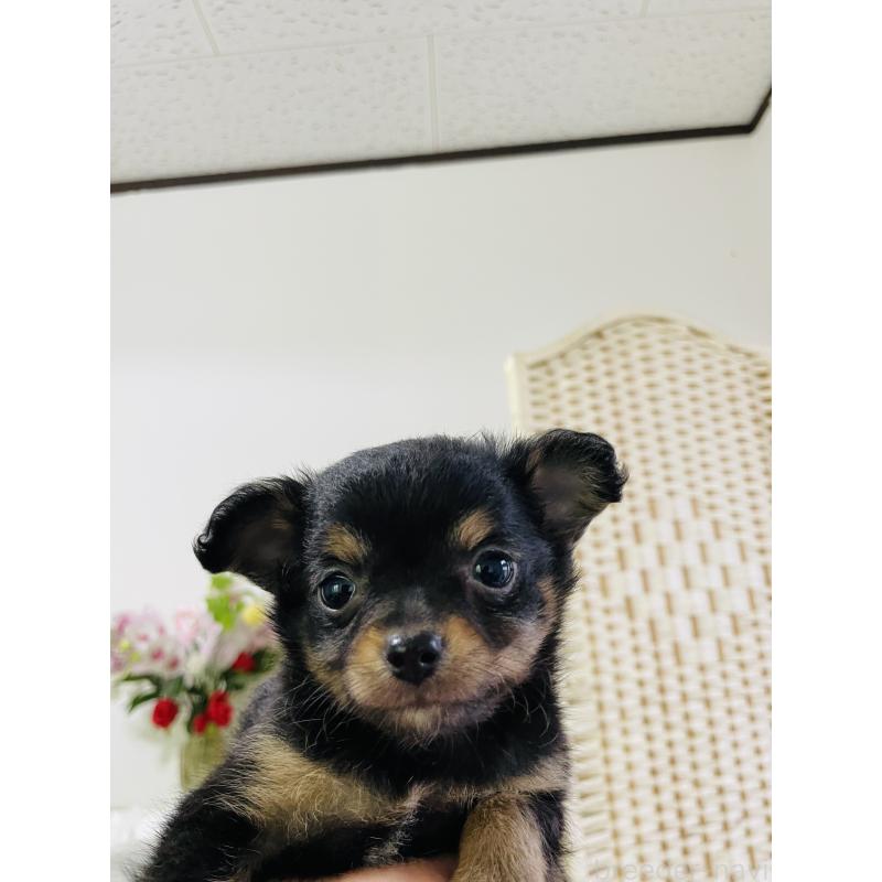 販売中の埼玉県のチワワ(ロングコート)-423783の7枚目