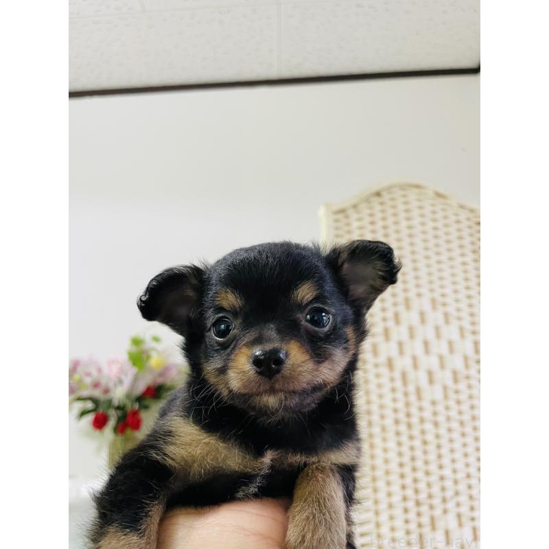 販売中の埼玉県のチワワ(ロングコート)-423783の6枚目