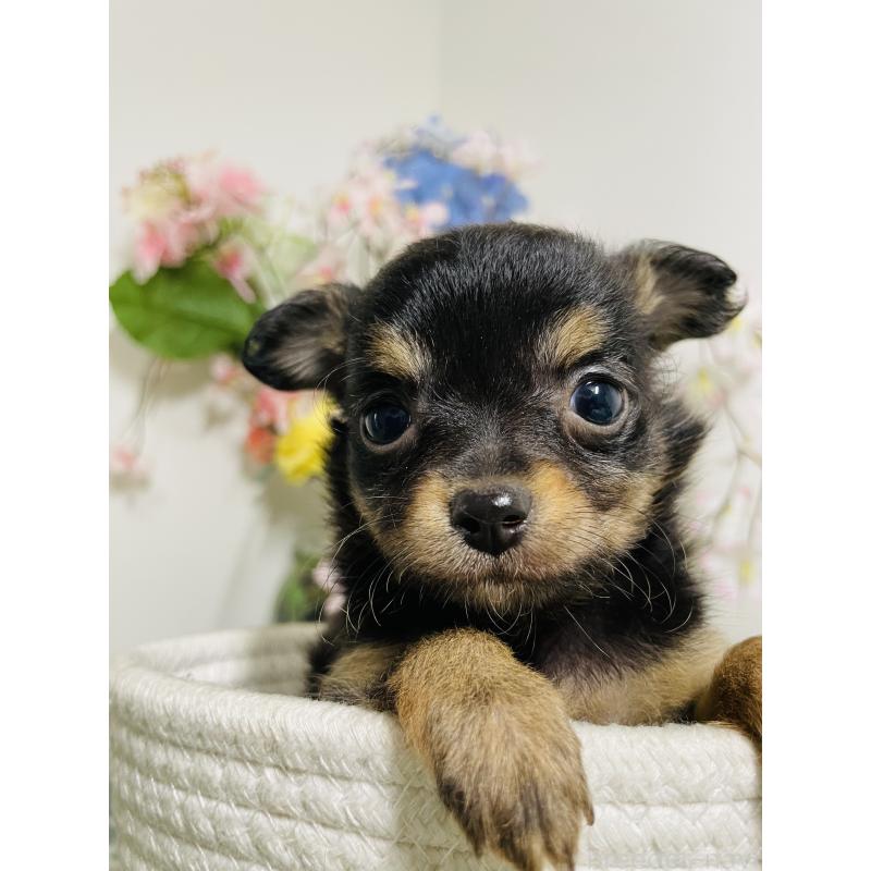 販売中の埼玉県のチワワ(ロングコート)-423783の5枚目